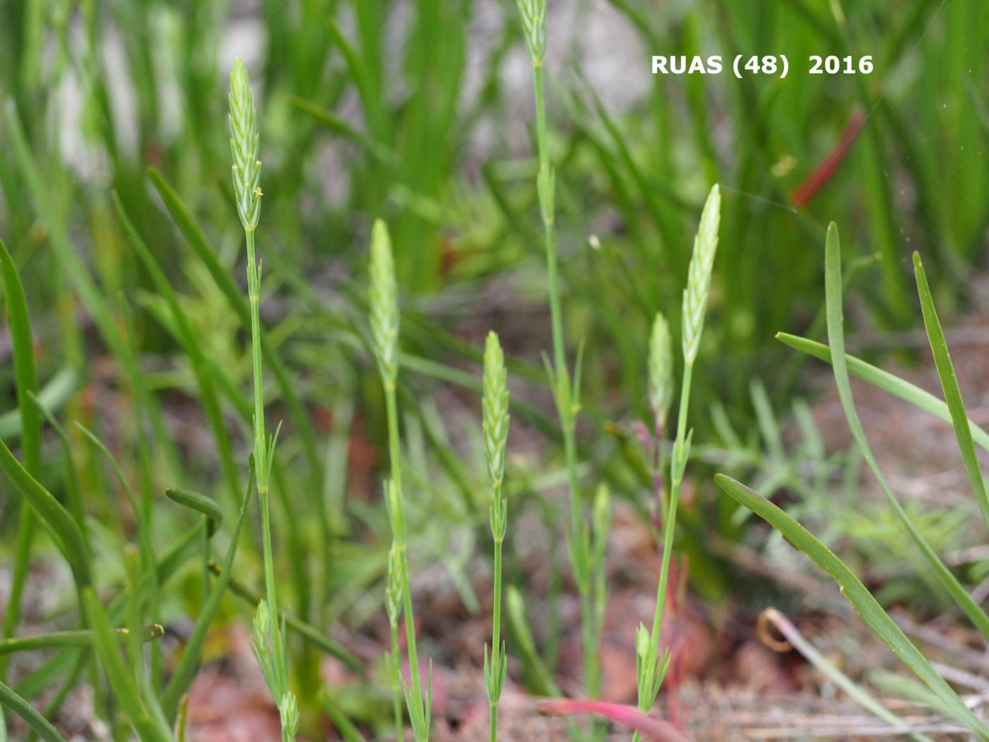 Crucianella, (Narrow-leaved) plant